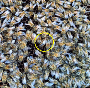 Ibridi naturali di A. m. ligustica x A. m. carnica allevati dall'apicoltore M. D'Agaro: api operaie e ape regina (in evidenza) - foto di M. D'Agaro