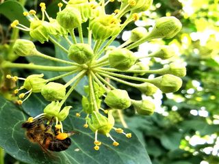 Ape intenta a bottinare su fiore di edera (foto di D. Annoscia).