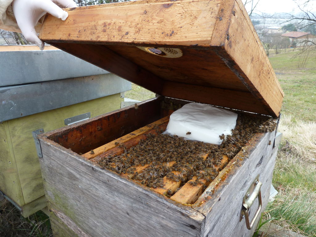Colonia d'api stretta su un numero di favi adeguato e opportunamente nutrita con candito (foto D. Annoscia).