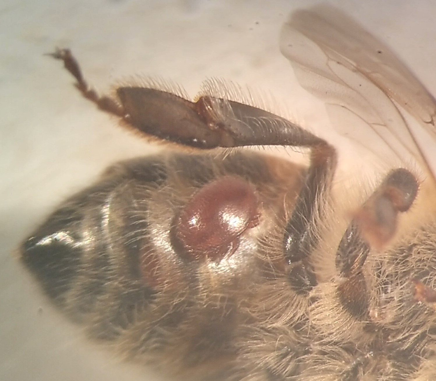 Femmina adulta di Varroa su ape.